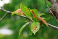 Peach leaf curl Royalty Free Stock Photo