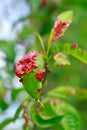 Peach leaf curl Royalty Free Stock Photo