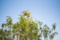 Peach leaf curl disease detail Royalty Free Stock Photo