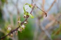 Peach leaf curl disease detail Royalty Free Stock Photo