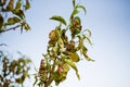 Peach leaf curl disease detail Royalty Free Stock Photo