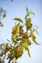 Peach leaf curl disease detail Royalty Free Stock Photo