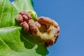 Peach leaf curl disease Royalty Free Stock Photo