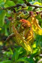 Peach leaf curl. Fungal disease of peaches tree. Taphrina deformans. Peach tree fungus disease. Selective focus. Topic - diseases Royalty Free Stock Photo