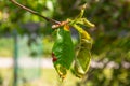 Peach leaf curl. Fungal disease of peaches tree. Taphrina deformans. Peach tree fungus disease. Selective focus. Topic - diseases Royalty Free Stock Photo