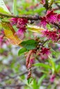 Peach leaf curl. Fungal disease of peaches tree. Taphrina deformans. Peach tree fungus disease. Selective focus. Topic - diseases Royalty Free Stock Photo