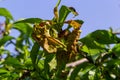 Peach leaf curl. Fungal disease of peaches tree. Taphrina deformans. Peach tree fungus disease. Selective focus. Topic - diseases Royalty Free Stock Photo