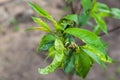 Peach leaf curl,taphrina deformans