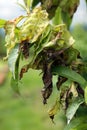 Peach Leaf Curl - Taphrina deformans Royalty Free Stock Photo