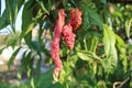 Peach leaf curl Taphrina deformans Royalty Free Stock Photo