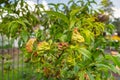 Peach leaf curl virus. The problem of the disease of fruit trees. Royalty Free Stock Photo