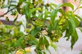 Peach leaf curl virus. The problem of the disease of fruit trees. Royalty Free Stock Photo