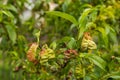 Peach leaf curl virus. The problem of the disease of fruit trees.