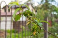 Peach leaf curl virus. The problem of the disease of fruit trees. Royalty Free Stock Photo