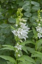 Peach-leaved bellflower, Campanula persicifolia blossoming