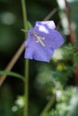 Peach-leaved bellflower (Campanula persicifolia)