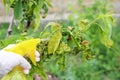 Peach leaves are affected by fungus Curly peach leaves.  Spraying the garden from diseases and pests Royalty Free Stock Photo