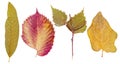 Peach leaves, ash, birch and eggplant Royalty Free Stock Photo