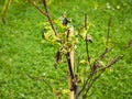 Peach leaves disease. Unhealthy tree