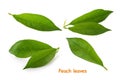 Peach leaves isolated on white background set Royalty Free Stock Photo