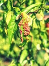 Peach leaves with leaf curl Taphrina deformans disease.