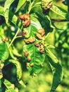 Peach leaves with leaf curl Taphrina deformans disease. Royalty Free Stock Photo