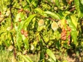 Peach leaves with leaf curl Taphrina deformans disease.