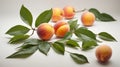 Peach leaves set on a white background. Isolated Royalty Free Stock Photo