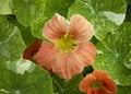 Peach Nasturtiums