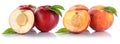 Peach nectarine peaches nectarines fruit fruits isolated on whit Royalty Free Stock Photo