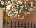 Peach oleander bloom, orange wall. House gate Royalty Free Stock Photo