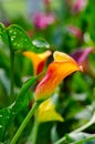 Peach and orange calla lilies Royalty Free Stock Photo