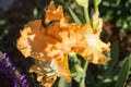 Peach-orange colored Iris shine brilliantly in the sun after the rain has cleared. Rain drops bead on the flower petals.