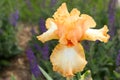 Peach-orange colored Iris shine brilliantly in the sun after the rain has cleared. Rain drops bead on the flower petals. Royalty Free Stock Photo