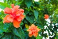 Peach Tropical Hibiscus Flower at Lumpini Park, Thailand. Royalty Free Stock Photo