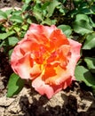 Peach and Orange Rose at Dow Gardens