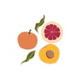 Peach and orange, whole sliced. Citrus sweet juicy fruit. Food and drink. Set of Abstract vector illustrations. Summer