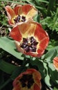 Peach, Orange and Yellow Tulips in Bloom