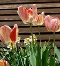 Peach, Orange and Yellow Tulips in Bloom