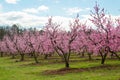 Peach Orchard in Bloom Royalty Free Stock Photo