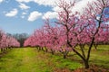 Peach Orchard in Bloom Royalty Free Stock Photo
