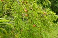 peach orchard with fruit growing little by little in the vegetable garden. peach on the tree Royalty Free Stock Photo