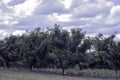 Peach orchard landscape