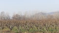Peach orchard leafless trees in the winter Royalty Free Stock Photo
