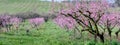 Peach orchard panorama in Michigan USA Royalty Free Stock Photo