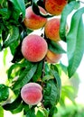 Peach orchard ripe fuits on a tree image