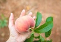 Peach Orchard 18
