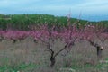 In The peach orchard; springtime; sunny day. Royalty Free Stock Photo