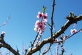 Peach blossoms against a blue sky Royalty Free Stock Photo