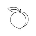 Whole peach outline illustration on white background